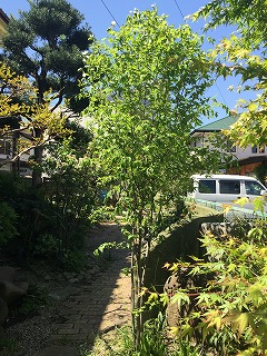 ツリバナの木