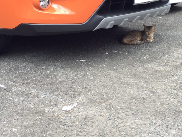 駐車場猫