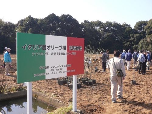 オリーブ(4)